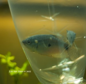 Gourami