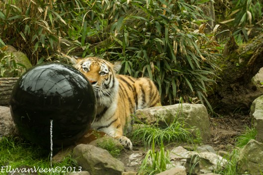 Dierenpark Amersfoort-019