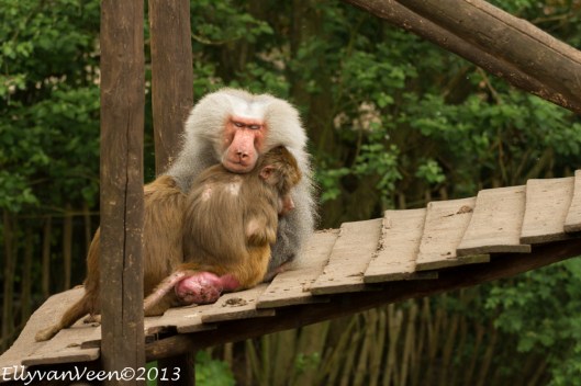 Dierenpark Amersfoort-022