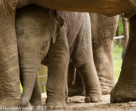 Dierenpark Amersfoort-039