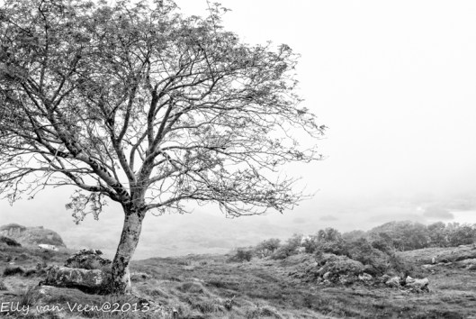 IMG_5813-bewerkt-bewerkt