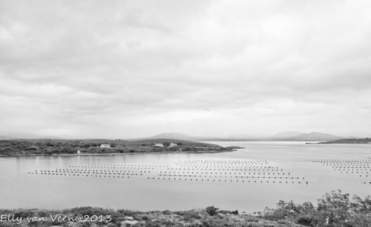 _MG_0340-bewerkt-bewerkt