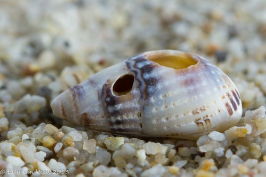 schelpen-Ierland (1 van 21)