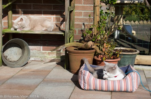 wasbeurt in het zonnetje