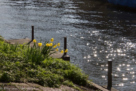 Narcissen langs de gracht