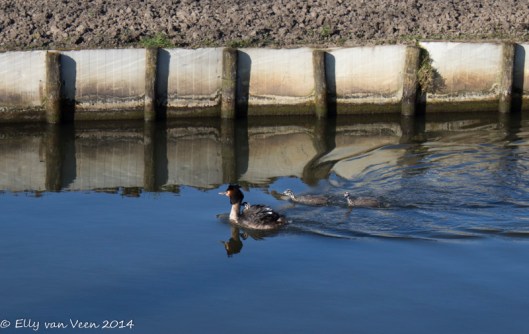 Tussen moeders vleugels