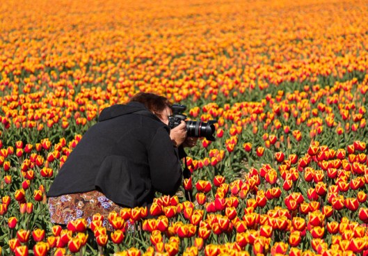 16-04-2014 024 Noordoostpolder bollenvelden