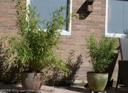 en nu maar groeien...