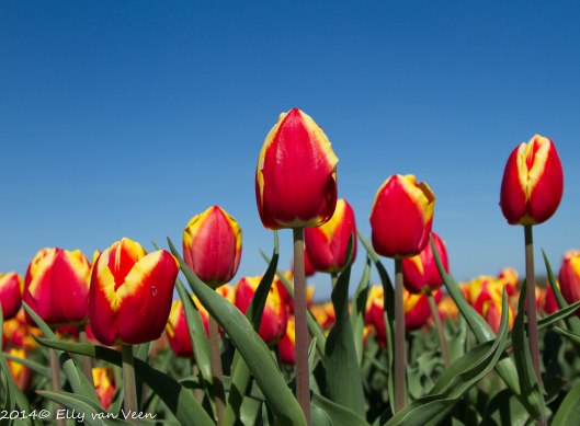 tulpen-20