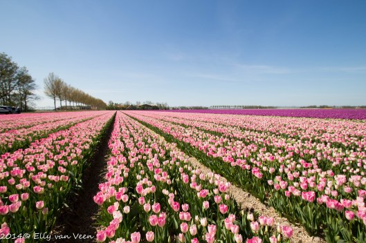tulpen-34