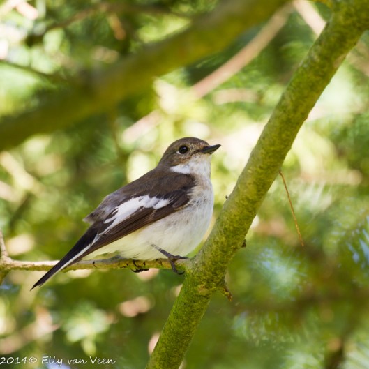 De bonte vliegenvanger