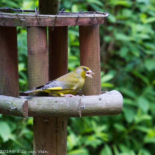 De groenlink of groenvink