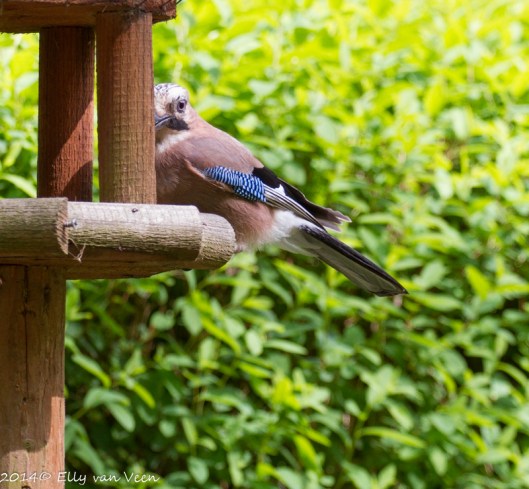 De Vlaamse gaai is schuw en let goed op mij.