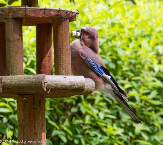Een lekkere lunch gescoord..