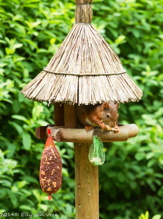 een vreemde vogel in het huisje..