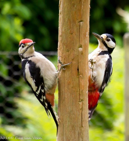 De bonte specht met jong.