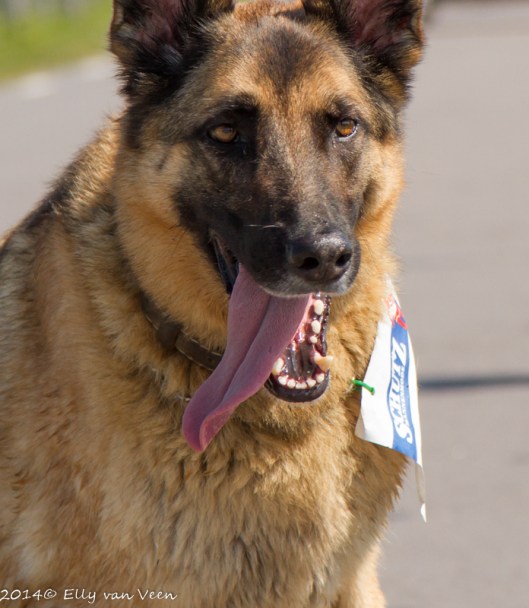 MarathonHoornEllyvVeen-41