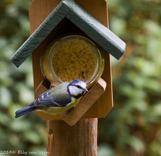 Het pimpelmeesje is dol op de vogel-pindakaas