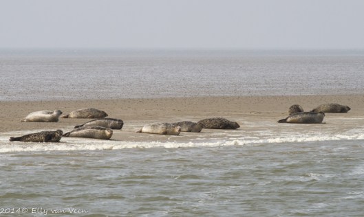zeehonden op een zandbank