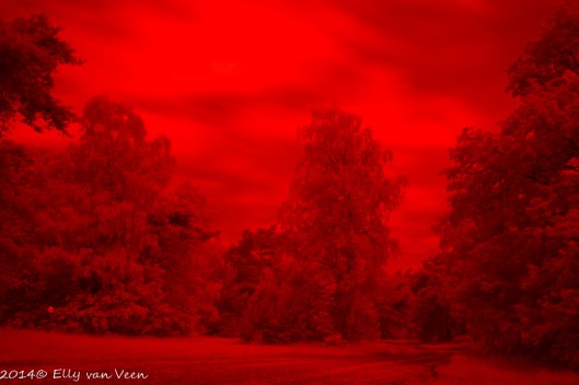 De foto, zoals deze uit de camera komt