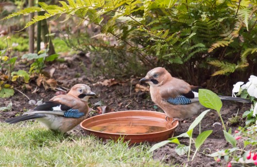 ga jij eerst of ik??