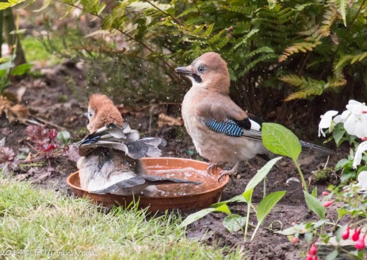 hee man...spetter niet zo...