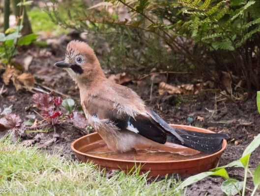 wie ik??? nou moe...