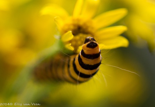 Rups van de Sint Jacobsvlinder.