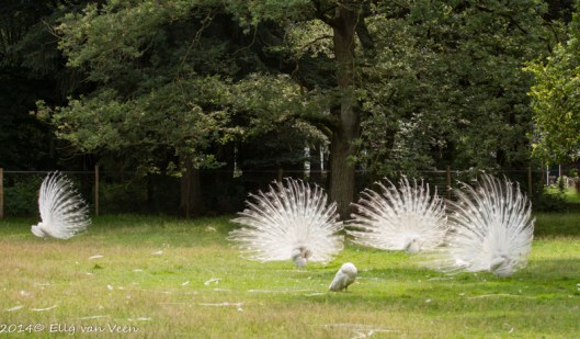 Pronkende pauwen