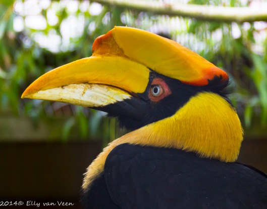Neushoornvogel. De foto is genomen door gaas, dat kan dus prima, ook met de tele lens