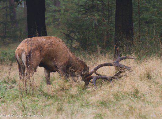 Het gewei moet versierd worden