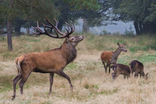 Paraderen voor de dames