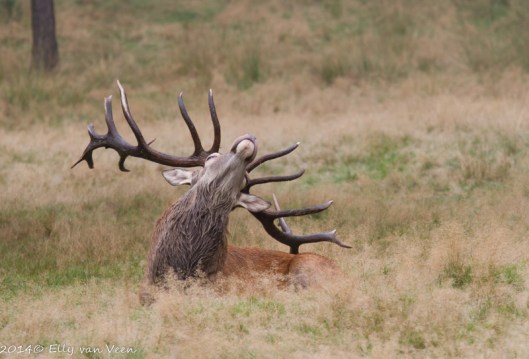 even liggen...de geweidrager is doodmoe