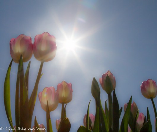 Tegenlicht in een tulpenveld