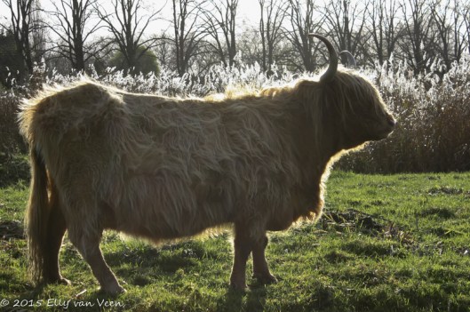 Schotse Hooglander met zg randgloed/ haarlicht