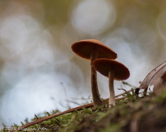 Bokeh met tegenlicht