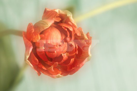 meervoudige belichting-3562