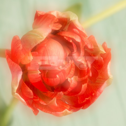 meervoudige belichting-3563