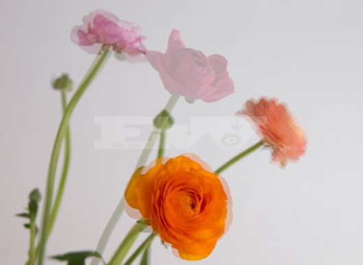 meervoudige belichting-3859