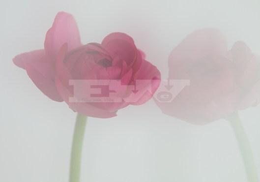 meervoudige belichting-3865