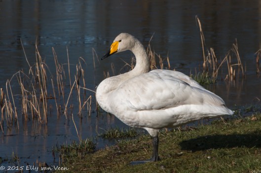 Wilde Zwaan