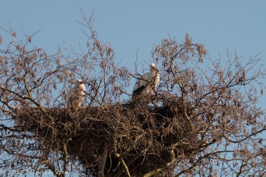 Ooievaars op het nest