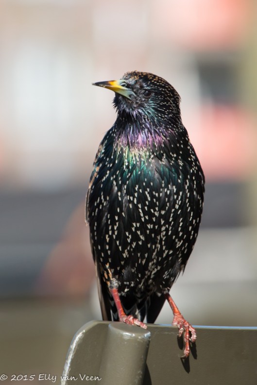 Ook prachtig: de spreeuw