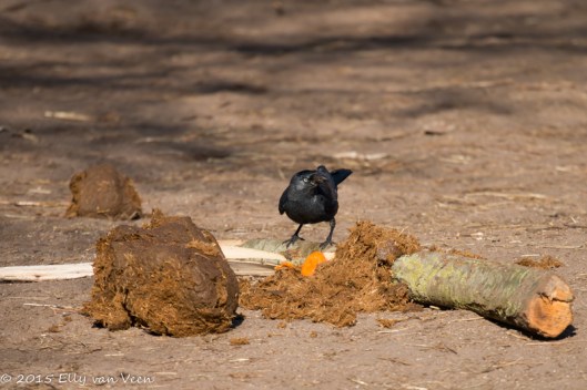 Lunchen bij de Olifanten