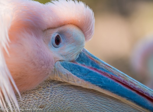 De prachtige kleuren van de Pelikaan