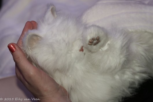 Heerlijk relaxen met een schattige knuffel op schoot