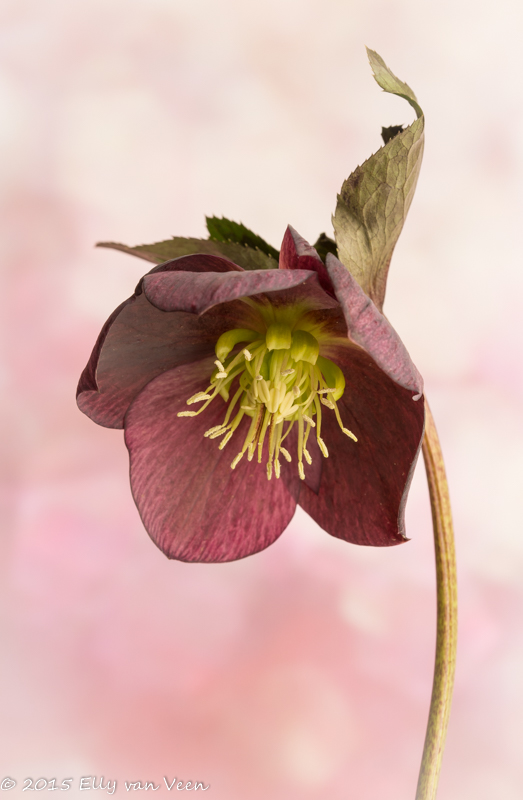 Helleborus orientalis-7384