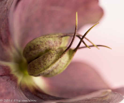 Helleborus orientalis-7386