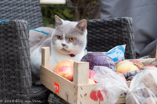 Taffy houdt goed eventuele dieven in de gaten