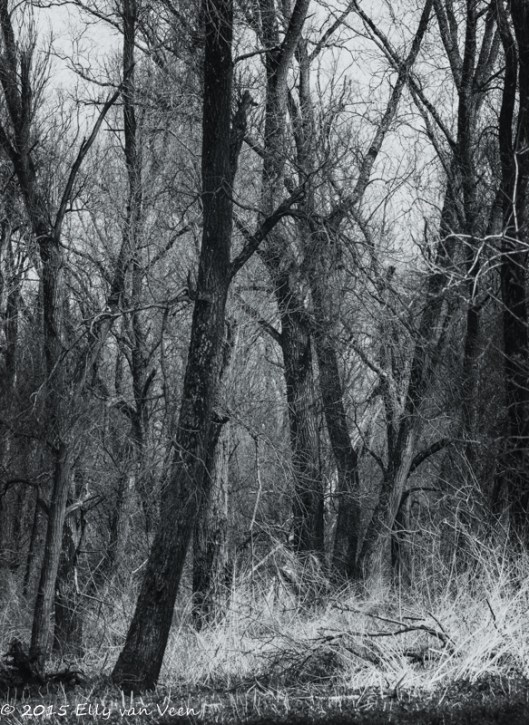 OostvaardersPlassen--2